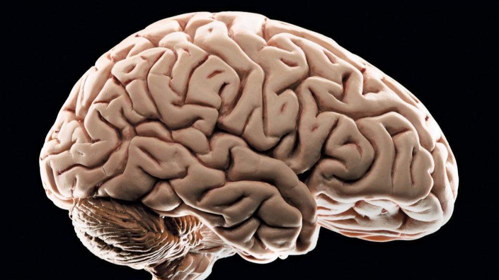 Sağlıklı Beyin, Güçlü Hafıza