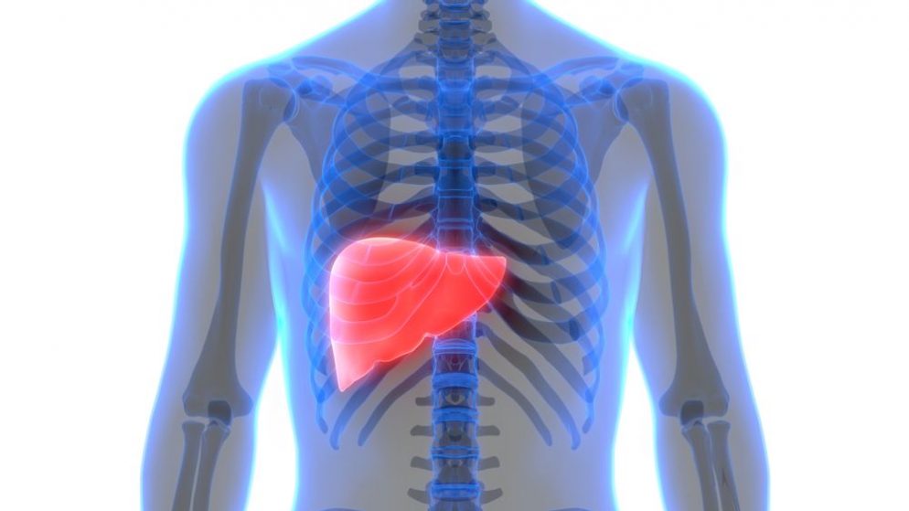 Karaciğer Yağlanması Nedenleri Ve İyi Gelen Besinler